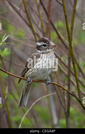 Female rose-breasted grosbeak Stock Photo