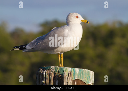adult-winter Ring-billed Gull (Larus delawarensis) perched on a piling Stock Photo