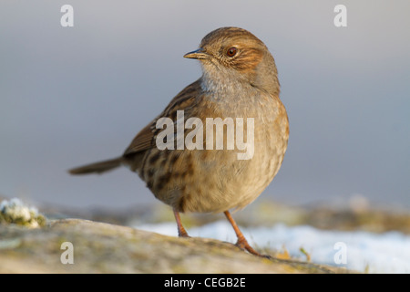Dunnock (Prunella modularis) Stock Photo