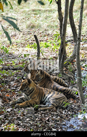 Bengal tiger cubs (Panthera tigris) in Bandhavgarh National Park, Madhya Pradesh, India Stock Photo