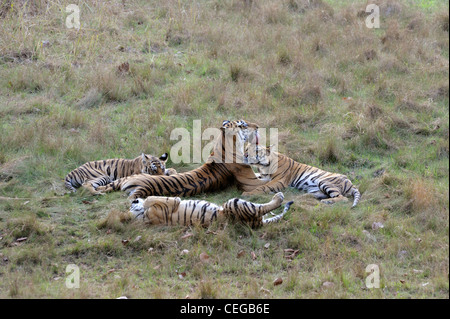 Bengal tiger (Panthera tigris) family in Bandhavgarh National Park, Madhya Pradesh, India Stock Photo