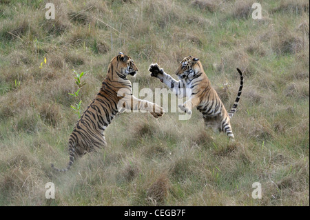 Bengal tiger cubs (Panthera tigris) in Bandhavgarh National Park, Madhya Pradesh, India Stock Photo