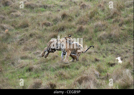 Bengal tiger (Panthera tigris) - cubs playing in Bandhavgarh National Park, Madhya Pradesh, India Stock Photo