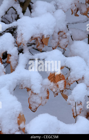 Snow covers beech leaves and forest floor at Strid Wood, Barden, Wharfedale, Yorkshire Stock Photo