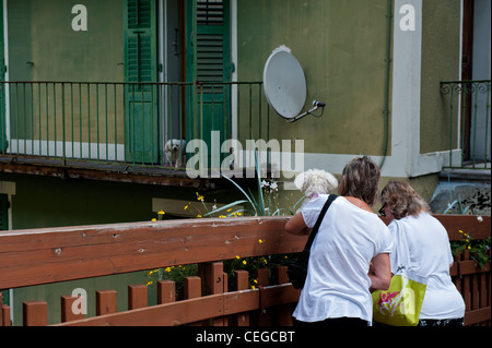 Two poodle dogs meeting in the village of Beaufort. Savoie department Rhone-Alpes region France Stock Photo