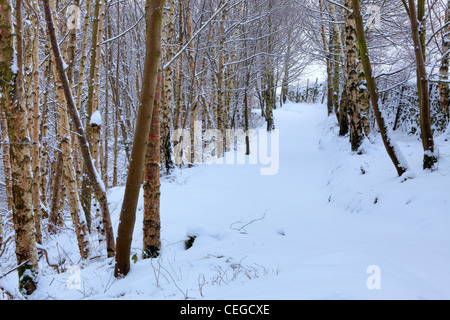 Snow covers the trees and forest floor at Strid Wood, Barden, Wharfedale, Yorkshire Stock Photo
