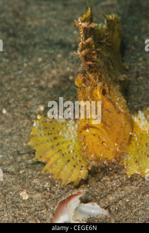 A yellow leaf scorpionfish face macro shot from Indonesia, Bunaken Marine Park. Stock Photo