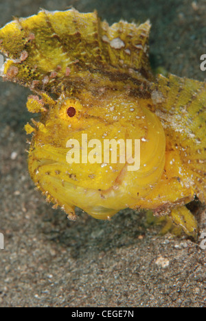 A yellow leaf scorpionfish face macro shot from Indonesia, Bunaken Marine Park. Stock Photo
