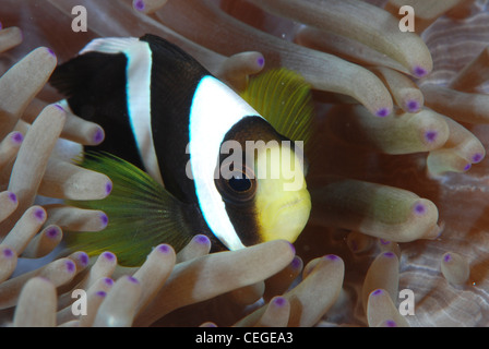 A Clark anemonefish (Amphiprion clarkii) lives in an anemone with purple spots on its tentacles. Indonesia, North Sulawesi. Stock Photo