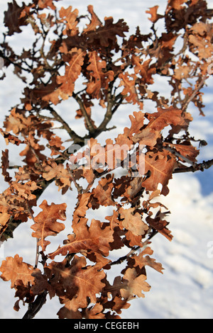 Oak leaves and snow on Epsom Downs Surrey England UK Stock Photo