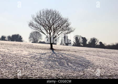 Lone tree on the snow covered slopes of Epsom Downs Surrey England UK Stock Photo