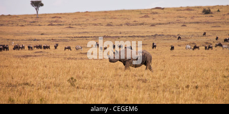 Black Rhinoceros, Masai Mara National Reserve, Kenya, East Africa Stock Photo