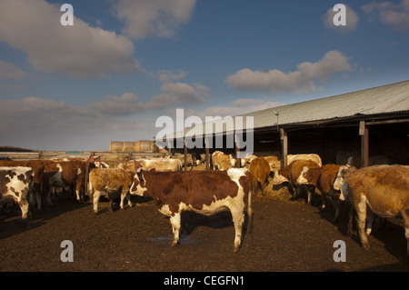 Cattle shelter in yard and sheds Winter Stock Photo