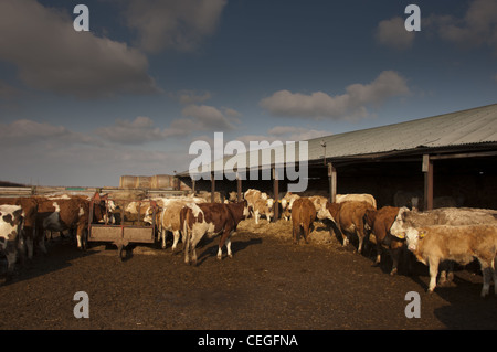 Cattle shelter in yard and sheds Winter Stock Photo