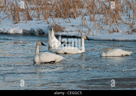 Stock photo of trumpeter swans on a frozen creek. Stock Photo