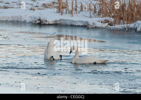 Stock photo of trumpeter swans on a frozen creek. Stock Photo