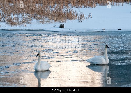 Stock photo of trumpeter swans on a frozen creek.