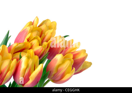 tulips flowers isolated on white Stock Photo