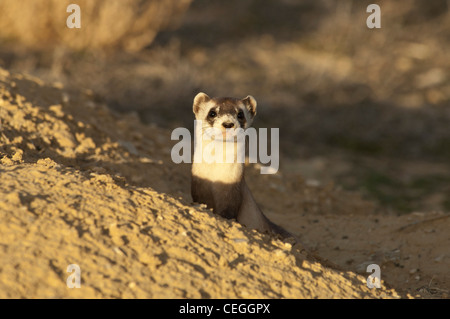 Stock photo of a wild black-footed ferret at his burrow. Stock Photo