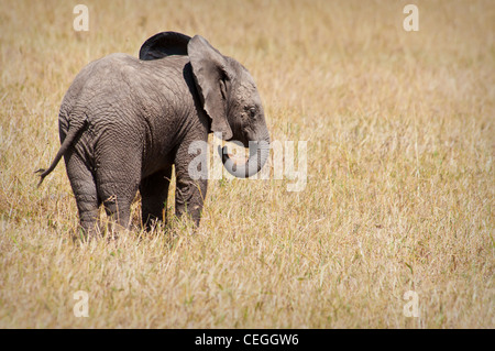 Solitary African Elephant Calf, Loxodonta africana, Masai Mara National Reserve, Kenya, Africa
