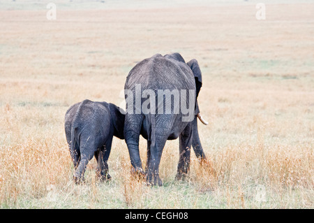 Baby African Elephant Following its Mother, Loxodonta africana, Masai Mara National Reserve, Kenya, Africa Stock Photo