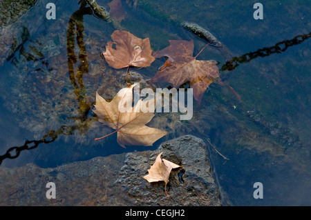 Autumn leaves in River Herault,Agde,Languedoc - Roussillon Stock Photo