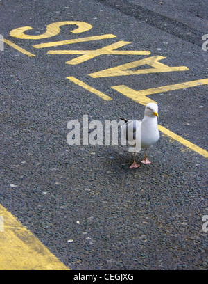 Seagull waiting for a taxi Stock Photo