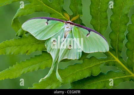 Luna Moth male Actias luna resting on Sensitive Fern Onoclea sensibilis Eastern USA Stock Photo