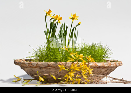 Happy Easter a basket with the yellow Daffodils Narcissus flowers pictures images photos large high resolution horizontal in USA US hi-res Stock Photo