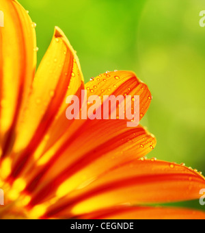 Abstract beautiful flower, colorful floral background , wet yellow petals border, daisy plant with bokeh ,nature macro details Stock Photo
