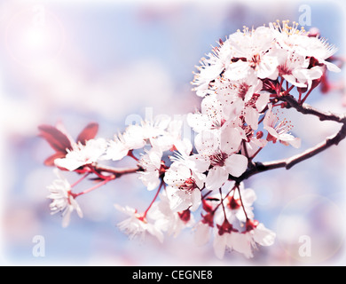 Blooming tree at spring, fresh pink flowers on the branch of fruit tree, plant blossom abstract background, seasonal nature Stock Photo