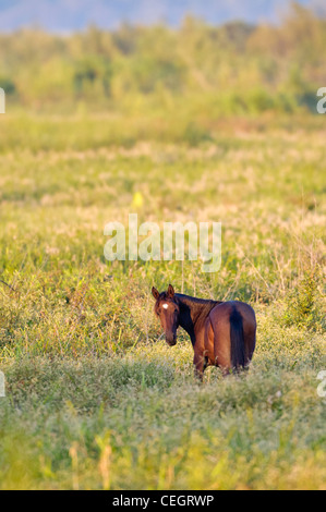 WIld Horse on Paynes Prairie State Preserve, Gainesville, Florida Stock Photo