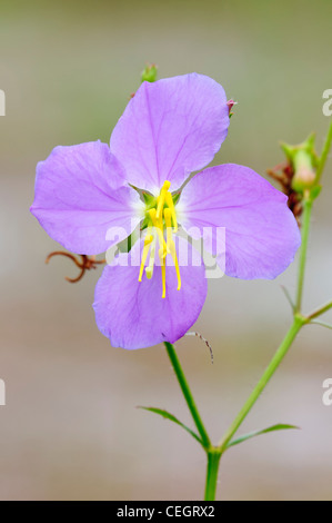 Meadow Beauty (Rhexia virginica), Morningside Nature Center, Gainesville, Florida Stock Photo