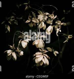 Wilting flowers Stock Photo