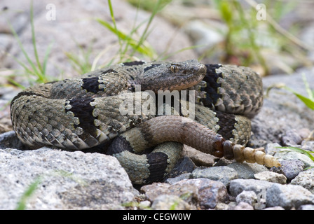 Male Banded Rock Rattlesnake, (Crotalus lepidis klauberi), Gila Wilderness, Grant county, New Mexico, USA. Stock Photo