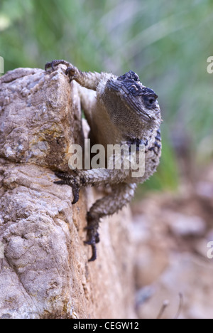New Mexico Crevice Spiny Lizard, (Sceloporus poinsettii poinsettii), Black Range, Grant county, New Mexico, USA. Stock Photo
