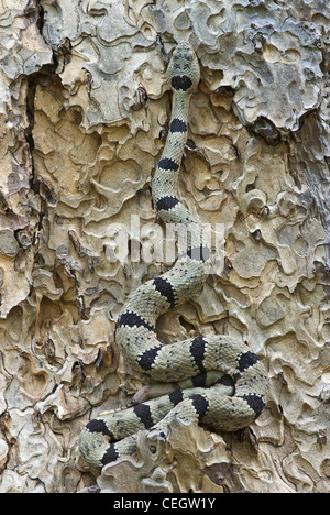 Male Banded Rock Rattlesnake, (Crotalus lepidis klauberi), Gila Wilderness, Grant county, New Mexico, USA. Stock Photo