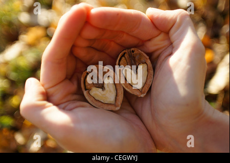Female hands holding halves of heart shaped walnuts with love and care Stock Photo
