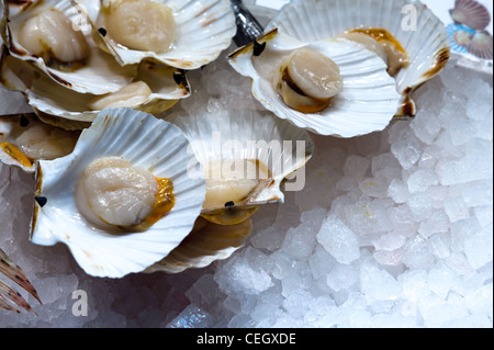 Fresh scallops at the food market counter Stock Photo