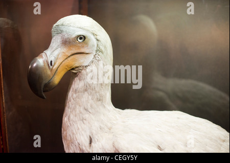 The dodo (Raphus cucullatus) Stock Photo