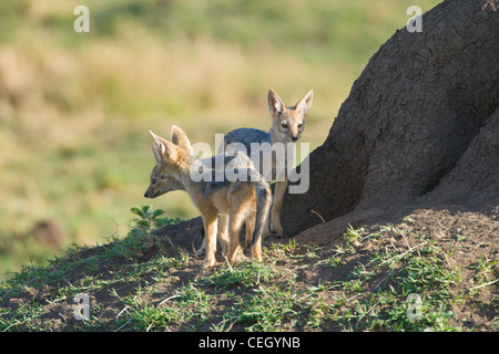 Two Black-backed Jackal pups, Canis mesomelas, playing together on the side of a termite mound. Masai Mara, Kenya. Stock Photo