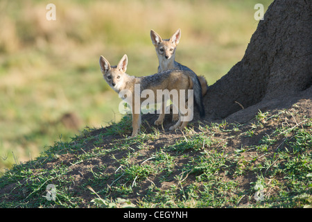 Two Black-backed Jackal pups, Canis mesomelas, playing together on the side of a termite mound. Masai Mara, Kenya. Stock Photo
