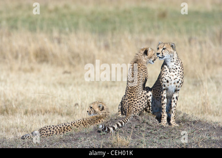 Female Cheetah, Acinonyx jubatus, and her two cubs sitting on a termite mound. Masai Mara, Kenya Stock Photo