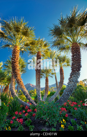 Palm trees in garden. Palm Desert, California Stock Photo