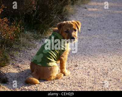 Cute terrier cross puppy in fleece jacket against the cold - part Parsons Jack Russell part Norfolk Terrier Stock Photo