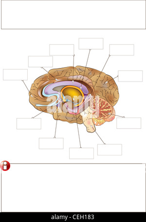 Human Brain Anatomy For Medical Concept 3D Illustration Stock Photo - Alamy