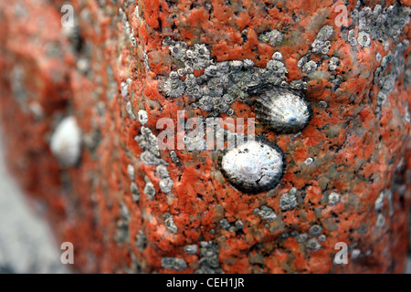 Limpet shells on pink granite rock at the beach on the west coast of Scotland Stock Photo