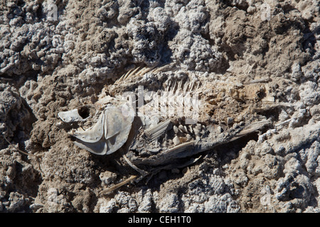 Dead Fish at Sonny Bono Salton Sea National Wildlife Refuge Stock Photo