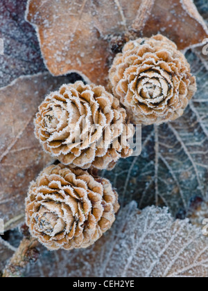 Frosted Larch cones Stock Photo