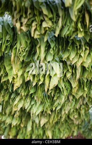 Tobacco farming. Tobacco (Nicotiana sp.) leaves drying in the shade Stock Photo